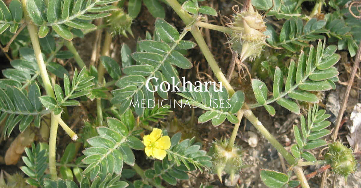 Gokhru(गोखरू) Information, Benefits and Uses in Hindi