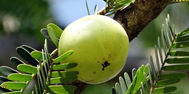 Indian goose berry