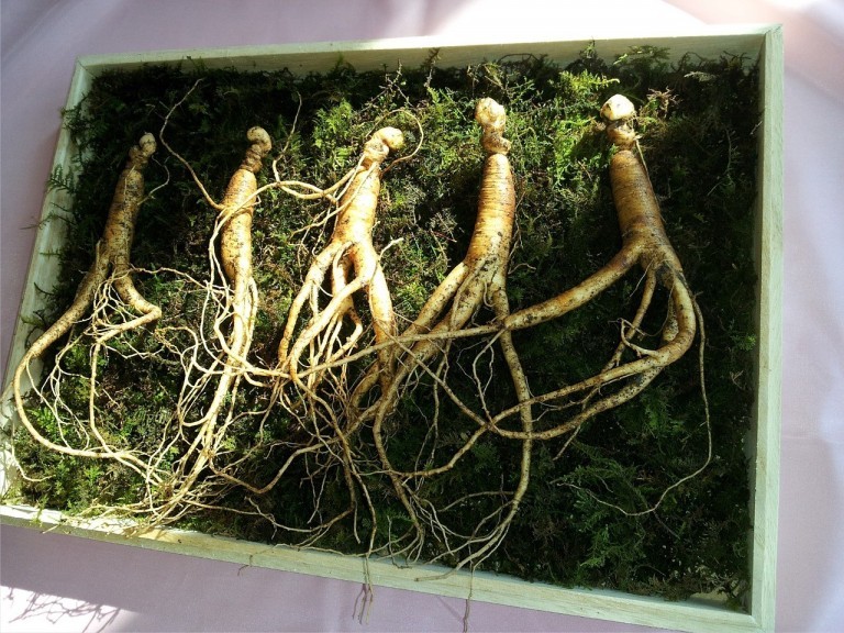 जिनसेंग Ginseng in Hindi Hindi स्वास्थ्य ब्लॉग