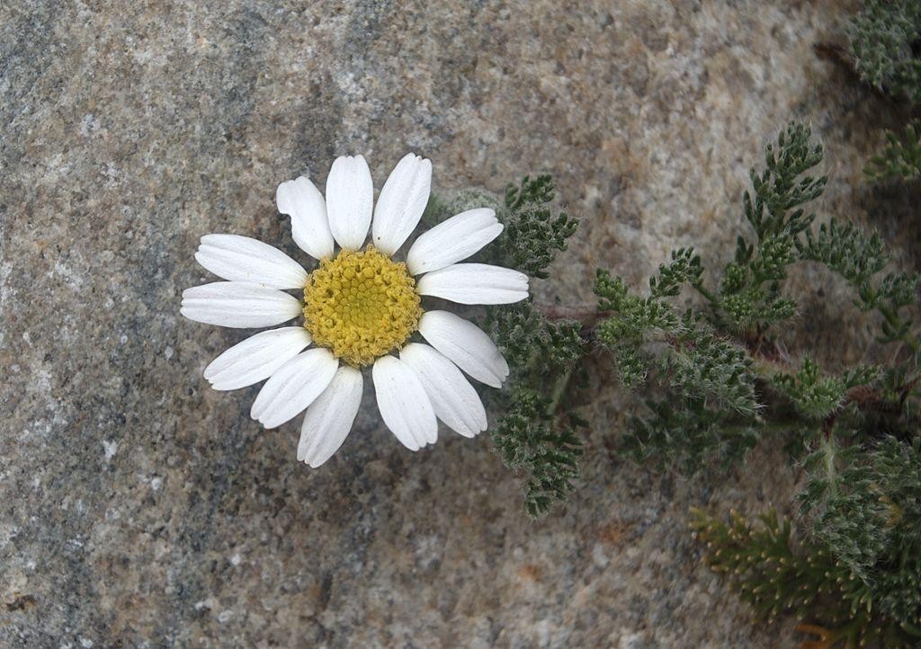 akarkara medicinal uses