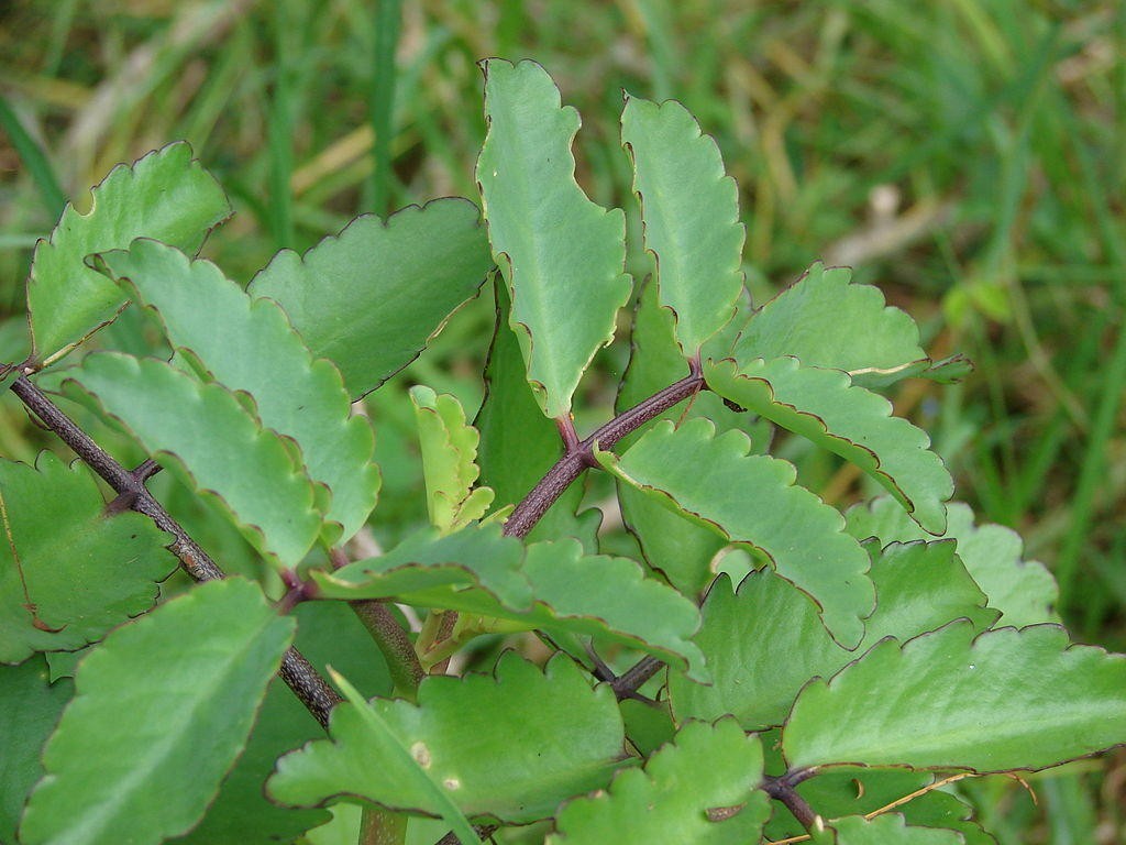 patharchatta medicinal uses