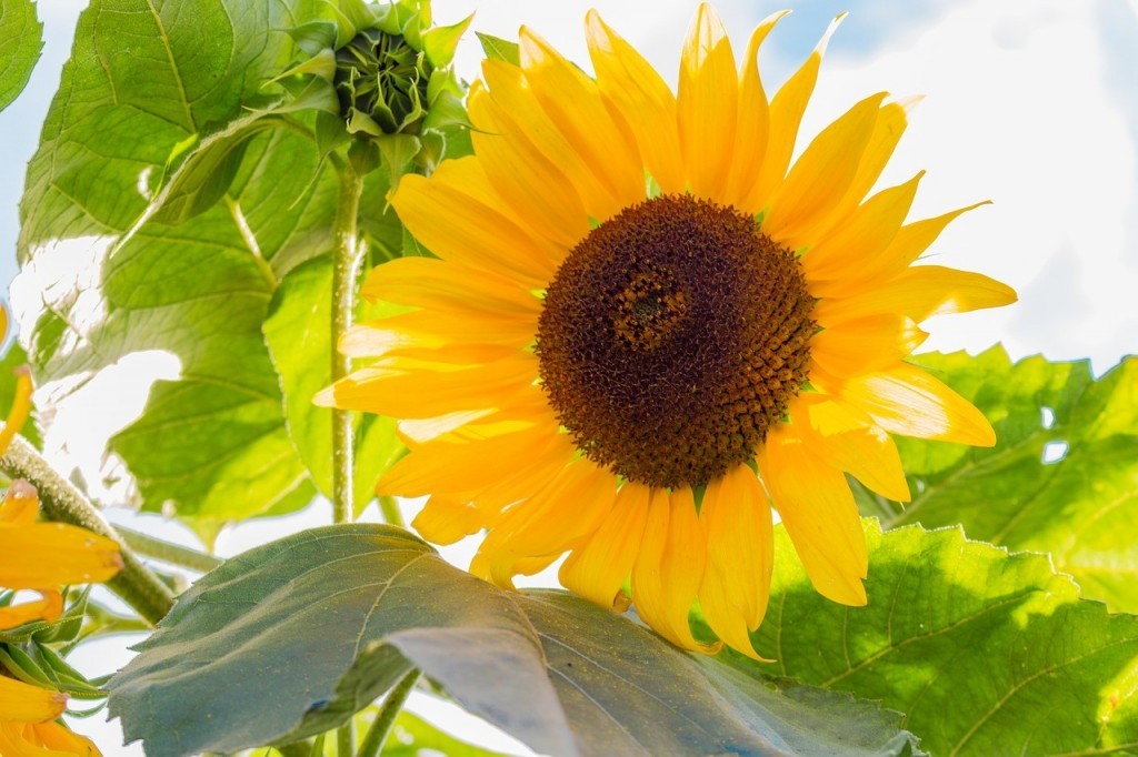 sunflower medicinal uses